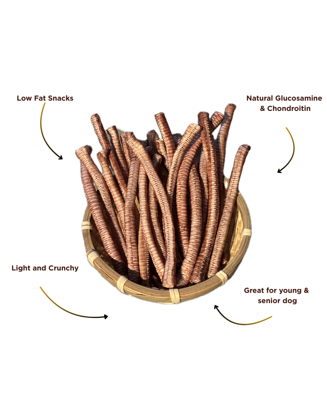 Duck Trachea