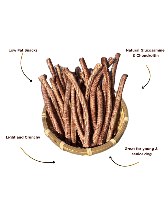 Duck Trachea