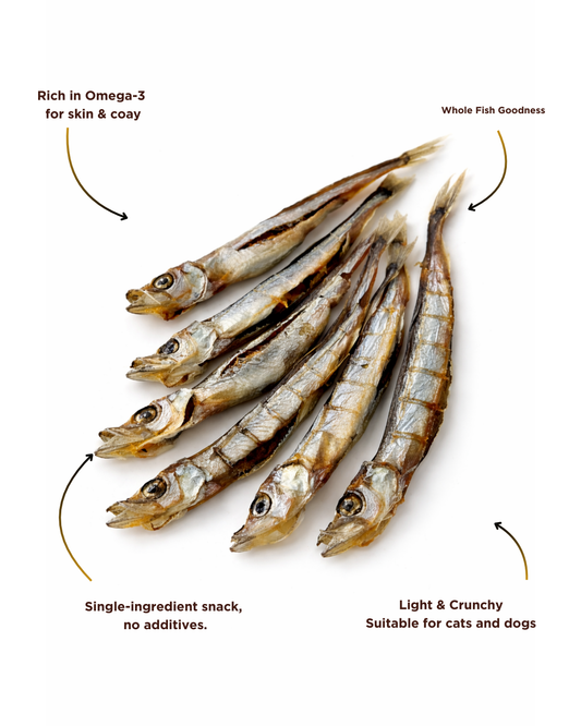 Shishamo (Capelin)